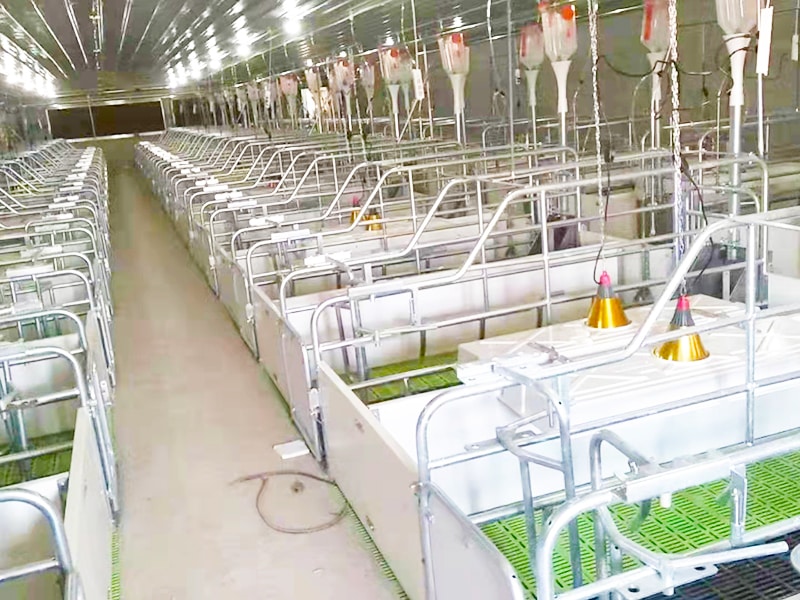 Husbandry Pig Farm Farrowing Crates Pig Breeding Pig Obstetric Table ...